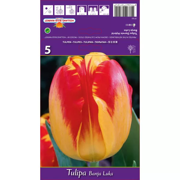 Tulipány Darwin Banja Luka