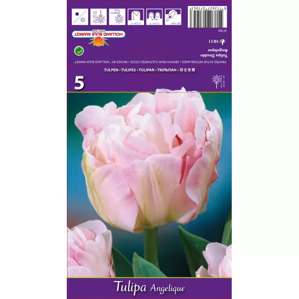 Tulipány plnokvetý Angelique