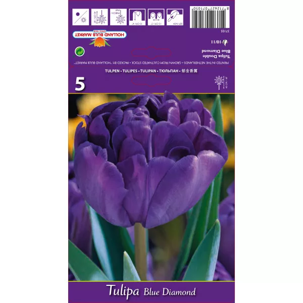 Tulipány plnokvetý Blue Diamond