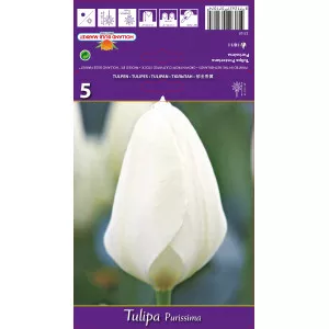 Tulipány Fosteriana Purissima