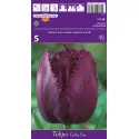 Tulipány strapatený Curly Sue