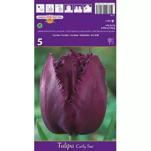 Tulipány strapatený Curly Sue