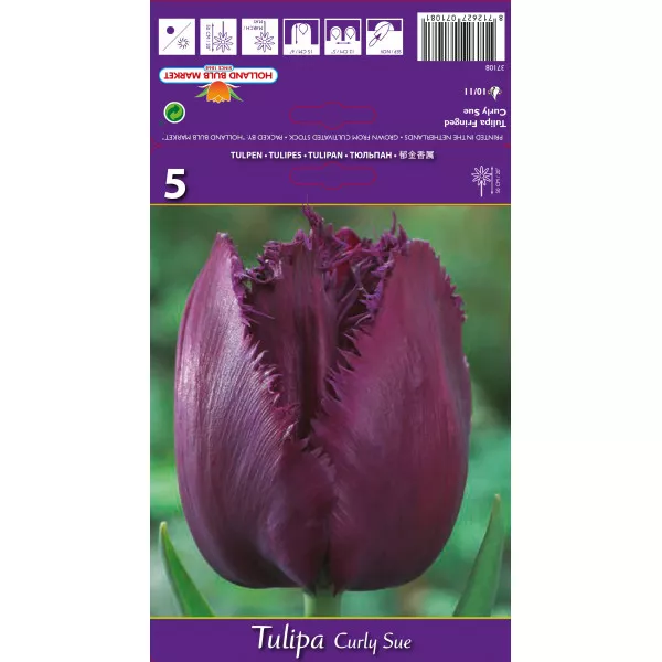 Tulipány strapatený Curly Sue