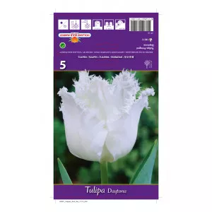 Tulipány strapatený Daytona