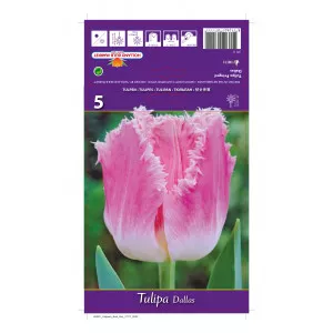 Tulipány strapatený Dallas