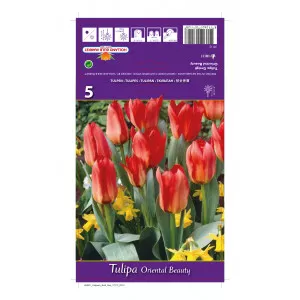 Tulipány Greigii Oriental Beauty