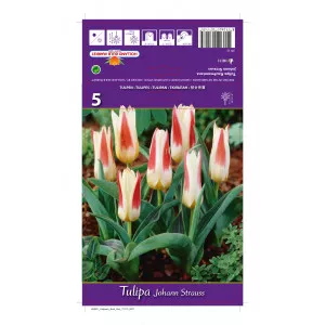 Tulipány Kaufmanniana Johann Strauss