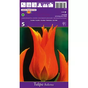 Tulipány ľaliovitý Ballerina