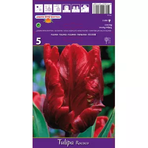 Tulipány papagájový Rococo