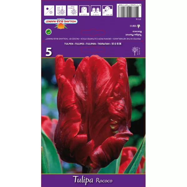 Tulipány papagájový Rococo