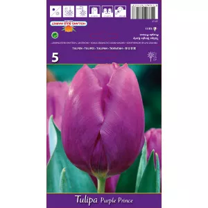 Tulipány Purple Prince