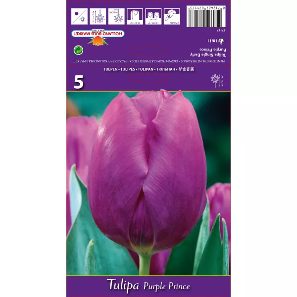Tulipány Purple Prince