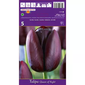 Tulipány Queen of Night