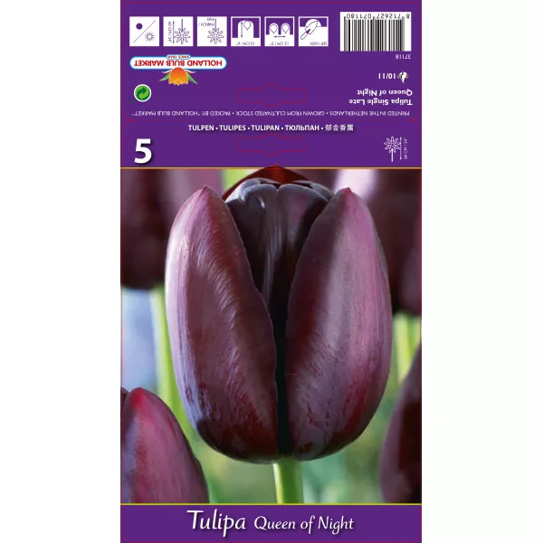 Tulipány Queen of Night