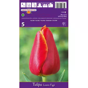 Tulipány Triumph Laura Fygi