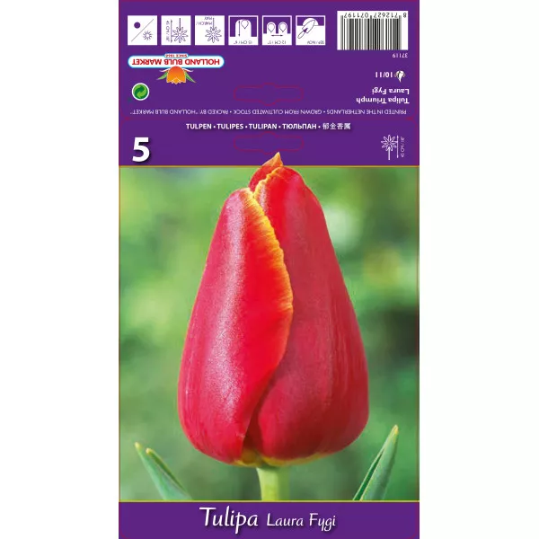 Tulipány Triumph Laura Fygi