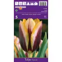 Tulipány Triumph Gavota