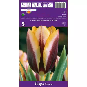 Tulipány Triumph Gavota
