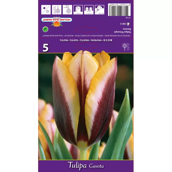 Tulipány Triumph Gavota