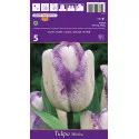 Tulipány Triumph Shirley