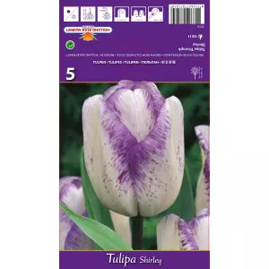 Tulipány Triumph Shirley