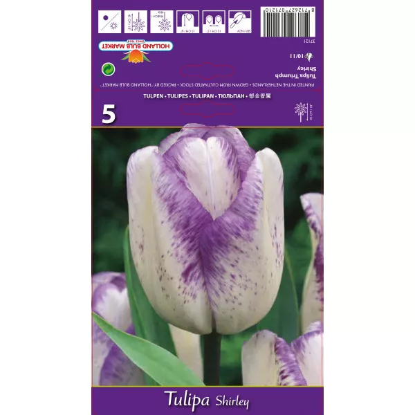 Tulipány Triumph Shirley