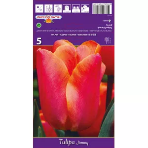 Tulipány Triumph Jimmy