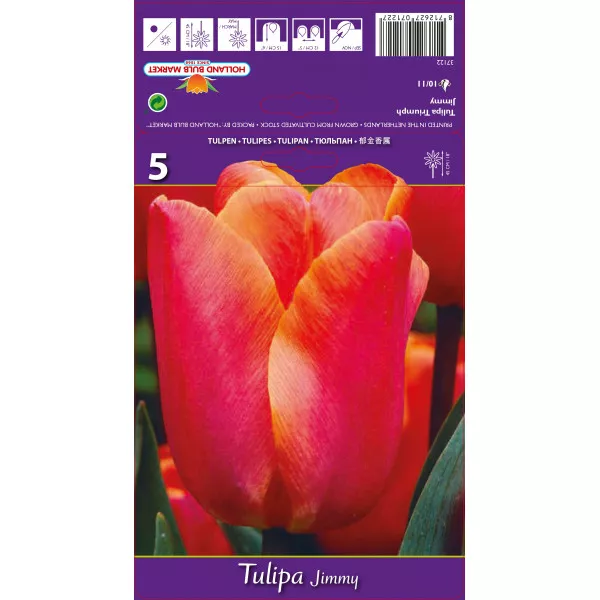 Tulipány Triumph Jimmy