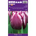 Tulipány Triumph Muralto