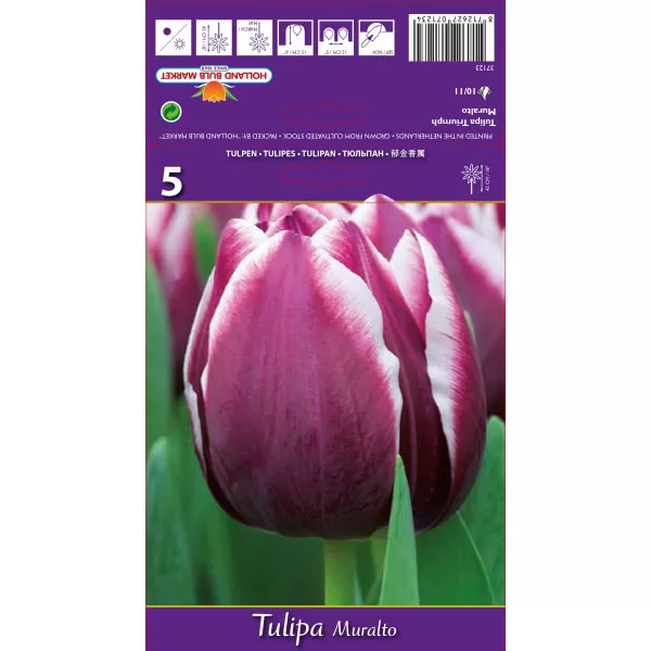 Tulipány Triumph Muralto