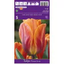 Tulipány Triumph Princes Irene