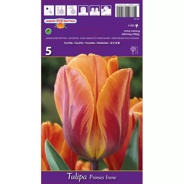 Tulipány Triumph Princes Irene