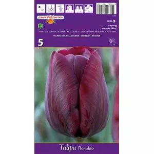 Tulipány Triumph Ronaldo