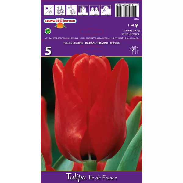 Tulipány Triumph Ile de France