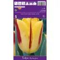 Tulipány Triumph Washington