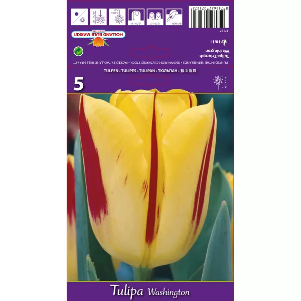 Tulipány Triumph Washington