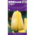 Tulipány Triumph Stronggold