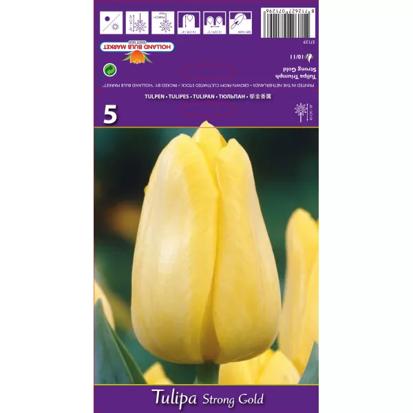Tulipány Triumph Stronggold