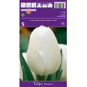 Tulipány Triumph Antartica