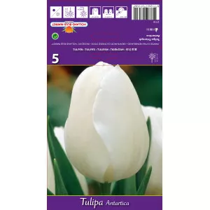 Tulipány Triumph Antartica