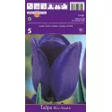 Tulipány Triumph Blue Aimable