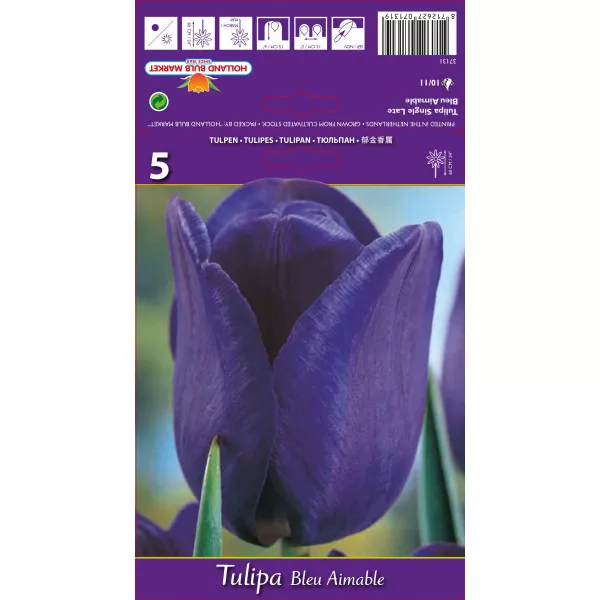Tulipány Triumph Blue Aimable