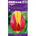 Tulipány Triumph Denmark