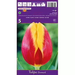 Tulipány Triumph Denmark