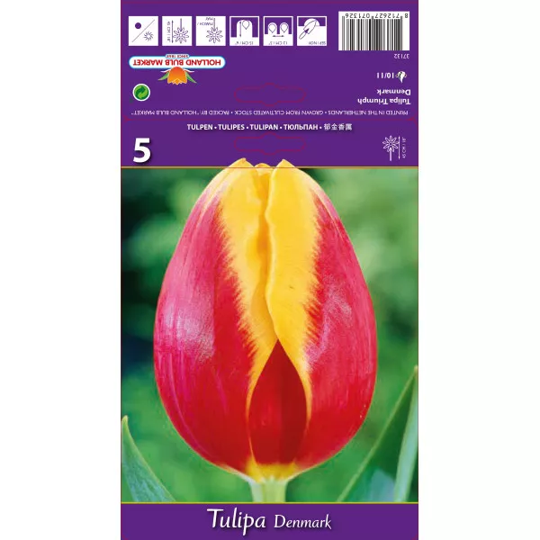 Tulipány Triumph Denmark