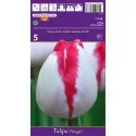 Tulipány Triumph Playgirl