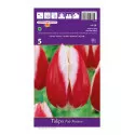 Tulipány Triumph Pole Position