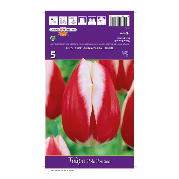 Tulipány Triumph Pole Position