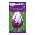 Tulipány Triumph Flaming Flag