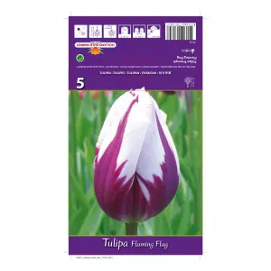 Tulipány Triumph Flaming Flag